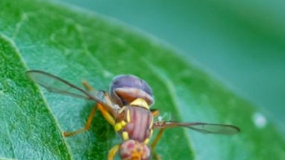 Managing QLD Fruit Fly Workshop