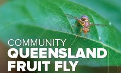 Free Fruit Fly workshop